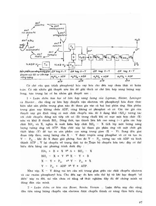 Hóa sinh công nghiệp