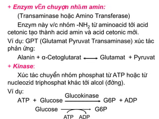 + Enzym vËn chuyÓn nhãm amin:
    (Transaminase hoặc Amino Transferase)
    Enzym nµy v/c nhãm -NH2 tõ aminoacid tíi acid
cetonic t¹o thµnh acid amin vµ acid cetonic míi.
Ví dụ: GPT (Glutamat Pyruvat Transaminase) xóc t¸c
phản øng:
    Alanin + α-Cetoglutarat       Glutamat + Pyruvat
+ Kinase:
    Xóc t¸c chuyÓn nhãm phosphat tõ ATP hoặc tõ
nucleozid triphosphat kh¸c tíi alcol (®êng).
Ví dụ:
                     Glucokinase
    ATP + Glucose                   G6P + ADP
          Glucose               G6P
                   ATP   ADP
 