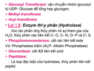 + Glucosyl Transferase: vận chuyển nhãm glucosyl
tõ UDP- Glucose ®Ó tæng hîp glycogen.
+ Methyl transferase
+ Acyl transferase
* Lo¹i 3: Enzym thñy ph©n (Hydrolase)
   Xóc t¸c phản øng thñy ph©n cã sù tham gia cña
H2O, thñy ph©n c¸c liên kÕt C- O, C- N, O- P vµ C- S.
+ Phosphomonoesterase: c¾t c¸c liên kÕt este
Vd: Phosphatase kiÒm (ALP- Alkalin Phosphatase)
+ Glucozidase: c¾t ®øt liªn kÕt ozid
+ Peptidase:
   Là lo¹i ®Æc biÖt cña hydrolase, thñy ph©n liên kÕt
peptid.
 