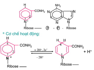 H                              NH2
                                            6
                        CONH2 N 1                5           7   N
                                                             8
                    2                  2         4
            1                               3            9
                +
            N                               N            N
            Ribose                 P       - P       - Ribose
* C¬ chÕ ho¹t ®éng:
 H
                                            H        H
 4                                               4
           CONH2                                                 CONH2
                        + 2H+, 2e’
      2                                                              + H+
 1                                               1
 N+                      -   2H+                 N
                                                 Ribose
  Ribose
 