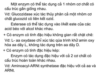 Một enzym cã thÓ tác dụng c¶ 1 nhãm c¬ chÊt cã
cÊu tróc gÇn gièng nhau.
Vd: Glucozidase xóc t¸c thủy ph©n c¶ mét nhãm c¬
chÊt glucozid cã liên kÕt ozid.
    Esterase cã thÓ tác dụng vµo l/kÕt este cña các
acid bÐo víi alcol kh¸c nhau.
+ Cã enzym cã tÝnh ®Æc hiÖu kh«ng gian rÊt chÆt chÏ:
 Vd: L- aa oxydase chØ xóc t¸c qúa trình khö amin oxy
 hãa aa d·y L, kh«ng tác dụng trªn aa d·y D.
+ Cã enzym cã tÝnh ®Æc hiÖu kÐp:
    Enzym cã tác dụng ®Æc hiÖu víi c¶ 2 c¬ chÊt cã
 cÊu tróc hoµn toµn kh¸c nhau.
 Vd: Aminoacyl-ARNt synthetase ®Æc hiÖu víi c¶ aa vµ
 ARNt.
 