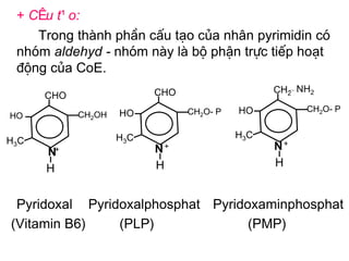 + CÊu t¹o:
     Trong thµnh phÇn cÊu t¹o cña nh©n pyrimidin cã
  nhãm aldehyd - nhãm nµy lµ bé phËn trùc tiÕp ho¹t
  ®éng cña CoE.
                            CHO                      --
                                                   CH2 NH2
       CHO
                                  CH2O- P   HO          CH2O- P
HO           CH2OH   HO

                     H 3C                   H 3C
H 3C
                            N+                     N+
       N+
                            H                      H
       H


  Pyridoxal Pyridoxalphosphat Pyridoxaminphosphat
 (Vitamin B6)    (PLP)              (PMP)
 