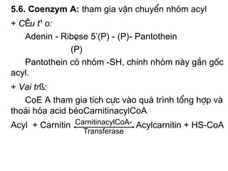 5.6. Coenzym A: tham gia vËn chuyÓn nhãm acyl
+ CÊu t¹o:
   Adenin - Ribose 5’(P) - (P)- Pantothein
              (P)
   Pantothein cã nhãm -SH, chÝnh nhãm nµy g¾n gèc
acyl.
+ Vai trß:
   CoE A tham gia tÝch cùc vµo qu¸ trình tæng hîp vµ
tho¸i hãa acid bÐoCarnitinacylCoA
Acyl + Carnitin CarnitinacylCoA- Acylcarnitin + HS-CoA
                  Transferase
 