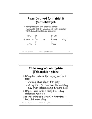 Phản ứng với formaldehit 
(formaldehyd) 
 Đánh giá mức độ thủy phân của protein 
 Formaldehit (HCHO) phản ứng với nhóm amin tạo 
thành dẫn xuất metilen của acid amin: 
NH3 
+ O 
N = CH2 
R – CH + C-H  R – CH + H2O 
COO– H 
COOH 
ThS. Phạm Hồng Hiếu HSTP1 – Chương 3: Protein 33 
Phản ứng với ninhydrin 
(Trixetohidrinden) 
Dùng định tính và định lượng acid amin 
nhờ: 
– phương pháp sắc ký trên giấy 
– sắc ký trên cột nhựa trao đổi ion bằng 
máy phân tích acid amin tự động (g) 
Các  - acid amin + ninhydrin  hợp 
chất màu xanh tím 
Riêng: iminoacid (prolin) + ninhydrin  
hợp chất màu vàng 
ThS. Phạm Hồng Hiếu HSTP1 – Chương 3: Protein 34 
 