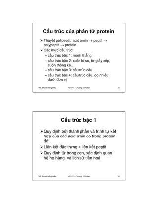 Cấu trúc của phân tử protein 
 Thuyết polipeptit: acid amin  peptit  
polypeptit  protein 
Các mức cấu trúc 
– cấu trúc bậc 1: mạch thẳng 
– cấu trúc bậc 2: xoắn lò so, tờ giấy xếp, 
cuộn thống kê…. 
– cấu trúc bậc 3: cấu trúc cầu 
– cấu trúc bậc 4: cấu trúc cầu, do nhiều 
dưới đơn vị 
ThS. Phạm Hồng Hiếu HSTP1 – Chương 3: Protein 41 
Cấu trúc bậc 1 
Quy định bởi thành phần và trình tự kết 
hợp của các acid amin có trong protein 
đó. 
Liên kết đặc trưng = liên kết peptit 
Quy định từ trong gen, xác định quan 
hệ họ hàng và lịch sử tiến hoá 
ThS. Phạm Hồng Hiếu HSTP1 – Chương 3: Protein 42 
 