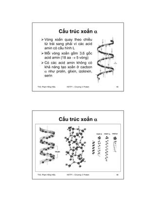 Cấu trúc xoắn  
 Vòng xoắn quay theo chiều 
từ trái sang phải vì các acid 
amin có cấu hình L 
Mỗi vòng xoắn gồm 3,6 gốc 
acid amin (18 aa  5 vòng) 
Có các acid amin không có 
khả năng tạo xoắn ở cacbon 
 như prolin, glixin, izolơxin, 
serin 
ThS. Phạm Hồng Hiếu HSTP1 – Chương 3: Protein 45 
Cấu trúc xoắn  
ThS. Phạm Hồng Hiếu HSTP1 – Chương 3: Protein 46 
 