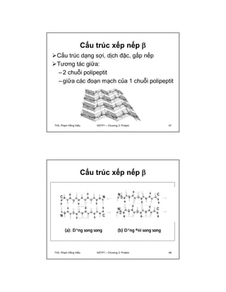 Cấu trúc xếp nếp  
Cấu trúc dạng sợi, dịch đặc, gấp nếp 
Tương tác giữa: 
– 2 chuỗi polipeptit 
– giữa các đoạn mạch của 1 chuỗi polipeptit 
ThS. Phạm Hồng Hiếu HSTP1 – Chương 3: Protein 47 
Cấu trúc xếp nếp  
(a): D¹ng song song (b) D¹ng ®èi song song 
ThS. Phạm Hồng Hiếu HSTP1 – Chương 3: Protein 48 
 