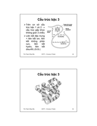 Cấu trúc bậc 3 
 Trên cơ sở cấu 
trúc bậc 1 và 2  
cấu trúc gấp khúc 
không gian 3 chiều 
 Liên kết đặc trưng 
= liên kết ion, liên 
kết không phân 
cực, liên kết 
hydro, liên kết 
disunfit (-S-S-) 
ThS. Phạm Hồng Hiếu HSTP1 – Chương 3: Protein 49 
Cấu trúc bậc 3 
ThS. Phạm Hồng Hiếu HSTP1 – Chương 3: Protein 50 
 