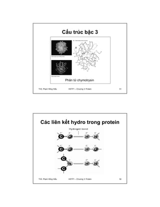 Cấu trúc bậc 3 
Phân tử chymotrysin 
ThS. Phạm Hồng Hiếu HSTP1 – Chương 3: Protein 51 
Các liên kết hydro trong protein 
ThS. Phạm Hồng Hiếu HSTP1 – Chương 3: Protein 52 
 