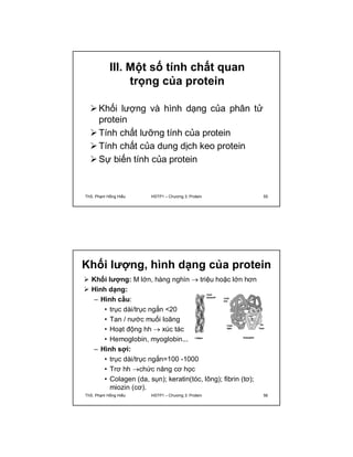 III. Một số tính chất quan 
trọng của protein 
Khối lượng và hình dạng của phân tử 
protein 
Tính chất lưỡng tính của protein 
Tính chất của dung dịch keo protein 
Sự biến tính của protein 
ThS. Phạm Hồng Hiếu HSTP1 – Chương 3: Protein 55 
Khối lượng, hình dạng của protein 
 Khối lượng: M lớn, hàng nghìn  triệu hoặc lớn hơn 
 Hình dạng: 
– Hình cầu: 
• trục dài/trục ngắn <20 
• Tan / nước muối loãng 
• Hoạt động hh  xúc tác 
• Hemoglobin, myoglobin... 
– Hình sợi: 
• trục dài/trục ngắn=100 -1000 
• Trơ hh chức năng cơ học 
• Colagen (da, sụn); keratin(tóc, lông); fibrin (tơ); 
miozin (cơ). 
ThS. Phạm Hồng Hiếu HSTP1 – Chương 3: Protein 56 
 