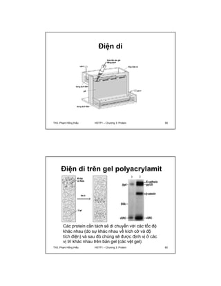Điện di 
ThS. Phạm Hồng Hiếu HSTP1 – Chương 3: Protein 59 
Điện di trên gel polyacrylamit 
Các protein cần tách sẽ di chuyển với các tốc độ 
khác nhau (do sự khác nhau về kích cỡ và độ 
tích điện) và sau đó chúng sẽ được định vị ở các 
vị trí khác nhau trên bản gel (các vệt gel) 
ThS. Phạm Hồng Hiếu HSTP1 – Chương 3: Protein 60 
 