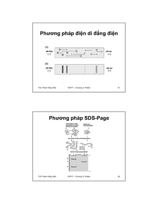 Phương pháp điện di đẳng điện 
ThS. Phạm Hồng Hiếu HSTP1 – Chương 3: Protein 61 
Phương pháp SDS-Page 
ThS. Phạm Hồng Hiếu HSTP1 – Chương 3: Protein 62 
 