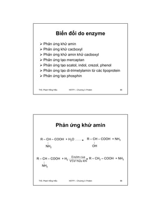 Biến đổi do enzyme 
 Phản ứng khử amin 
 Phản ứng khử cacboxyl 
 Phản ứng khử amin khử cacboxyl 
 Phản ứng tạo mercaptan 
 Phản ứng tạo scatol, indol, crezol, phenol 
 Phản ứng tạo di-trimetylamin từ các lipoprotein 
 Phản ứng tạo phosphin 
ThS. Phạm Hồng Hiếu HSTP1 – Chương 3: Protein 85 
Phản ứng khử amin 
R – CH – COOH + H2O 
NH2 
R – CH – COOH + NH3 
OH 
R – CH – COOH + H2 
NH2 
R – CH2 – COOH + NH3 
Enzim của 
VSV hiếu khí 
ThS. Phạm Hồng Hiếu HSTP1 – Chương 3: Protein 86 
 