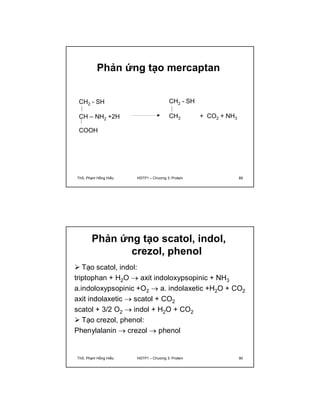 Phản ứng tạo mercaptan 
CH2 - SH 
CH – NH2 +2H 
COOH 
+ CO2 + NH3 
CH2 - SH 
CH3 
ThS. Phạm Hồng Hiếu HSTP1 – Chương 3: Protein 89 
Phản ứng tạo scatol, indol, 
crezol, phenol 
 Tạo scatol, indol: 
triptophan + H2O  axit indoloxypsopinic + NH3 
a.indoloxypsopinic +O2  a. indolaxetic +H2O + CO2 
axit indolaxetic  scatol + CO2 
scatol + 3/2 O2  indol + H2O + CO2 
 Tạo crezol, phenol: 
Phenylalanin  crezol  phenol 
ThS. Phạm Hồng Hiếu HSTP1 – Chương 3: Protein 90 
 