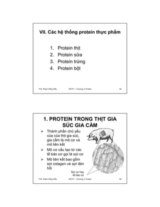 VII. Các hệ thống protein thực phẩm 
1. Protein thịt 
2. Protein sữa 
3. Protein trứng 
4. Protein bột 
ThS. Phạm Hồng Hiếu HSTP1 – Chương 3: Protein 93 
1. PROTEIN TRONG THỊT GIA 
SÚC GIA CẦM 
 Thành phần chủ yếu 
của của thịt gia súc, 
gia cầm là mô cơ và 
mô liên kết 
 Mô cơ cấu tạo từ các 
tế bào cơ gọi là sợi cơ 
 Mô liên kết bao gồm 
sợi colagen và sợi đàn 
hồi 
Sợi cơ hay 
tế bào cơ 
ThS. Phạm Hồng Hiếu HSTP1 – Chương 3: Protein 94 
 