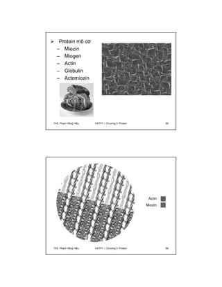  Protein mô cơ 
– Miozin 
– Miogen 
– Actin 
– Globulin 
– Actomiozin 
ThS. Phạm Hồng Hiếu HSTP1 – Chương 3: Protein 95 
Actin 
Miozin 
ThS. Phạm Hồng Hiếu HSTP1 – Chương 3: Protein 96 
 