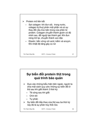  Protein mô liên kết 
– Sợi colagen: khi đun sôi, trong nước, 
colagen bị thuỷ phân một phần và có sự 
thay đổi cấu trúc bên trong của phân tử 
protein. Colagen chuyển thành glutin có độ 
nhớt cao, để nguội tạo thành gel. Khi đun 
nóng trở lại, chuyển thành xon đặc 
– Elaxtin: bền vững với acid, kiềm và enzym. 
Khi nhiệt độ tăng gây co rút 
ThS. Phạm Hồng Hiếu HSTP1 – Chương 3: Protein 97 
Sự biến đổi protein thịt trong 
quá trình bảo quản 
 Dựa vào những biểu hiện bên ngoài, người ta 
chia một cách quy ước những sự biến đổi ở 
thịt sau khi giết thành 3 thời kỳ: 
– Tê cóng sau khi giết 
– Chín tới 
– Tự phân 
 Sự biến đổi tiếp theo của thịt sau ba thời kỳ 
này đó là sự phân hủy thối rữa 
ThS. Phạm Hồng Hiếu HSTP1 – Chương 3: Protein 98 
 