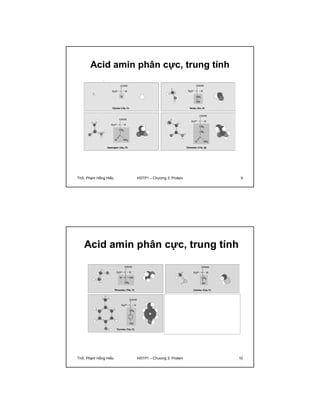 Acid amin phân cực, trung tính 
ThS. Phạm Hồng Hiếu HSTP1 – Chương 3: Protein 9 
Acid amin phân cực, trung tính 
ThS. Phạm Hồng Hiếu HSTP1 – Chương 3: Protein 10 
 