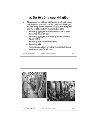 a. Sự tê cóng sau khi giết 
 Tê cóng sau khi giết của các bắp cơ là kết quả của sự 
phát triển của quá trình hoá sinh phức tạp do enzym 
mà đặc trưng của nó khác với các quá trình sống. Đó 
chủ yếu là các quá trình phân giải, bao gồm: 
– Phân huỷ glycogen thành acid lactic. pH từ điểm 
trung hoà thành pH acid 
– Phân huỷ glycogen thành các glucid có tính khử 
(glyco phân) 
– Phân huỷ acid creatinphosphoric 
– Phân huỷ ATP 
– Kết hợp actin với myozyn thành phức chất không 
tan (tạo độ rắn của mô cơ) 
ThS. Phạm Hồng Hiếu HSTP1 – Chương 3: Protein 99 
ThS. Phạm Hồng Hiếu HSTP1 – Chương 3: Protein 100 
 