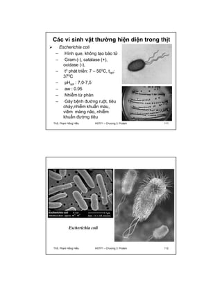 Các vi sinh vật thường hiện diện trong thịt 
 Escherichia coli 
– Hình que, không tạo bào tử 
– Gram (-), catalase (+), 
oxidase (-), 
– t0 phát triển: 7 – 500C, topt: 
370C 
– pHopt : 7,0-7,5 
– aw : 0.95 
– Nhiễm từ phân 
– Gây bệnh đường ruột, tiêu 
chảy,nhiễm khuẩn máu, 
viêm màng não, nhiễm 
khuẩn đường tiêu 
ThS. Phạm Hồng Hiếu HSTP1 – Chương 3: Protein 111 
Escherichia coli 
ThS. Phạm Hồng Hiếu HSTP1 – Chương 3: Protein 112 
 