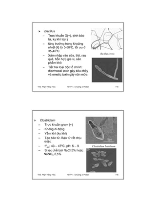  Bacillus 
– Trực khuẩn G(+), sinh bào 
tử, kỵ khí tùy ý 
– tăng trưởng trong khoảng 
nhiệt độ từ 5-500C, tối ưu ở 
35-400C 
– Xâm nhập vào sữa, thịt, rau 
quả, hỗn hợp gia vị, sản 
phẩm khô 
– Tiết hai loại độc tố chính: 
diarrhoeal toxin gây tiêu chảy 
và emetic toxin gây nôn mửa 
Bacillus cereus 
ThS. Phạm Hồng Hiếu HSTP1 – Chương 3: Protein 115 
 Clostridium 
– Trực khuẩn gram (+) 
– Không di động 
– Yếm khí (kỵ khí) 
– Tạo bào tử. Bào tử rất chịu 
nhiệt. 
– t0 
opt: 43 – 470C, pH: 5 – 9 
– Bị ức chế bởi NaCl 5% hoặc 
NaNO3 2,5% 
Clostridium botulinum 
ThS. Phạm Hồng Hiếu HSTP1 – Chương 3: Protein 116 
 
