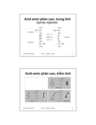 Acid amin phân cực, trung tính 
Xystin, Xystein 
ThS. Phạm Hồng Hiếu HSTP1 – Chương 3: Protein 11 
Acid amin phân cực, kiềm tính 
ThS. Phạm Hồng Hiếu HSTP1 – Chương 3: Protein 12 
 
