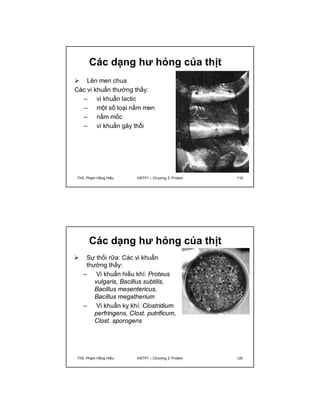 Các dạng hư hỏng của thịt 
 Lên men chua 
Các vi khuẩn thường thấy: 
– vi khuẩn lactic 
– một số loại nấm men 
– nấm mốc 
– vi khuẩn gây thối 
ThS. Phạm Hồng Hiếu HSTP1 – Chương 3: Protein 119 
Các dạng hư hỏng của thịt 
 Sự thối rữa: Các vi khuẩn 
thường thấy: 
– Vi khuẩn hiếu khí: Proteus 
vulgaris, Bacillus subtilis, 
Bacillus mesentericus, 
Bacillus megatherium 
– Vi khuẩn kỵ khí: Clostridium 
perfringens, Clost. putrificum, 
Clost. sporogens 
ThS. Phạm Hồng Hiếu HSTP1 – Chương 3: Protein 120 
 