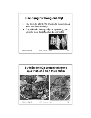 Các dạng hư hỏng của thịt 
 Sự biến đổi sắc tố: thịt chuyển từ màu đỏ sang 
xám, nâu hoặc xanh lục 
 Các vi khuẩn thường thấy khi lạp xưởng, xúc 
xích đổi màu: Lactobacillus, Leuconostoc 
ThS. Phạm Hồng Hiếu HSTP1 – Chương 3: Protein 121 
Sự biến đổi của protein thịt trong 
quá trình chế biến thực phẩm 
ThS. Phạm Hồng Hiếu HSTP1 – Chương 3: Protein 122 
 