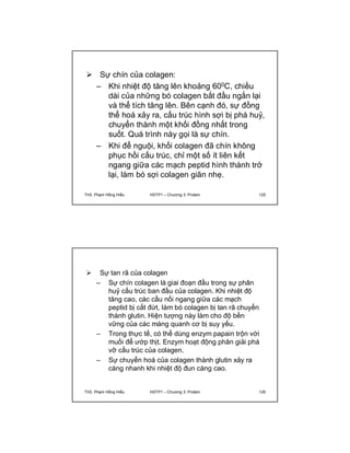  Sự chín của colagen: 
– Khi nhiệt độ tăng lên khoảng 600C, chiều 
dài của những bó colagen bắt đầu ngắn lại 
và thể tích tăng lên. Bên cạnh đó, sự đồng 
thể hoá xảy ra, cấu trúc hình sợi bị phá huỷ, 
chuyển thành một khối đồng nhất trong 
suốt. Quá trình này gọi là sự chín. 
– Khi để nguội, khối colagen đã chín không 
phục hồi cấu trúc, chỉ một số ít liên kết 
ngang giữa các mạch peptid hình thành trở 
lại, làm bó sợi colagen giãn nhẹ. 
ThS. Phạm Hồng Hiếu HSTP1 – Chương 3: Protein 125 
 Sự tan rã của colagen 
– Sự chín colagen là giai đoạn đầu trong sự phân 
huỷ cấu trúc ban đầu của colagen. Khi nhiệt độ 
tăng cao, các cầu nối ngang giữa các mạch 
peptid bị cắt đứt, làm bó colagen bị tan rã chuyển 
thành glutin. Hiện tượng này làm cho độ bền 
vững của các màng quanh cơ bị suy yếu. 
– Trong thực tế, có thể dùng enzym papain trộn với 
muối để ướp thịt. Enzym hoạt động phân giải phá 
vỡ cấu trúc của colagen. 
– Sự chuyển hoá của colagen thành glutin xảy ra 
càng nhanh khi nhiệt độ đun càng cao. 
ThS. Phạm Hồng Hiếu HSTP1 – Chương 3: Protein 126 
 