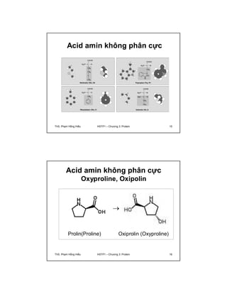Acid amin không phân cực 
ThS. Phạm Hồng Hiếu HSTP1 – Chương 3: Protein 15 
Acid amin không phân cực 
Oxyproline, Oxipolin 
 
Prolin(Proline) Oxiprolin (Oxyproline) 
ThS. Phạm Hồng Hiếu HSTP1 – Chương 3: Protein 16 
 