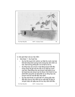 ThS. Phạm Hồng Hiếu HSTP1 – Chương 4: Glucid 109 
b. Các giai đoạn của sự nảy mầm 
 Giai đoạn 1 - Sự hoạt hóa 
– Sự hút ẩm (quá trình vật lý): sự hấp thu nước của hạt 
khô làm tăng hàm lượng nước trong hạt, làm mềm vỏ 
hạt. Hạt trương phồng lên và vỏ hạt bị nứt ra. 
– Sự tổng hợp các enzym: hoạt động enzym bắt đầu 
trong vòng vài giờ sau khi xảy ra sự hấp thu nước 
của hạt. Hoạt động của các enzym một phần từ sự 
tái hoạt hóa các enzym dự trữ được hình thành từ sự 
phát triển của phôi và một phần từ sự tổng hợp các 
enzym mới khi hạt bắt đầu nảy mầm. 
– Sự kéo dài tế bào và xuất hiện rễ: những dấu hiệu 
đầu tiên của sự nảy mầm là sự xuất hiện rễ xảy ra 
vài giờ hoặc vài ngày sau khi sự nảy mầm bắt đầu. 
ThS. Phạm Hồng Hiếu HSTP1 – Chương 4: Glucid 110 
 
