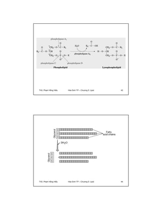 ThS. Phạm Hồng Hiếu Hóa Sinh TP – Chương 5: Lipid 43 
ThS. Phạm Hồng Hiếu Hóa Sinh TP – Chương 5: Lipid 44 
 