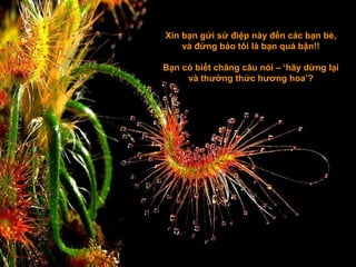 Xin bạn gửi sứ điệp này đến các bạn bè, và đừng bảo tôi là bạn quá bận!! Bạn có biết chăng câu nói – ‘hãy dừng lại và thưởng thức hương hoa’? 