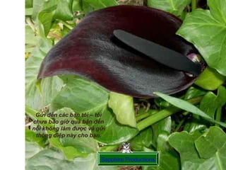 Sapphire Productions Gửi đến các bạn tôi – tôi chưa bao giờ quá bận đến nỗi không làm được và gửi thông điệp này cho bạn. 