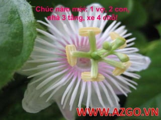 Chúc năm mới: 1 vợ, 2 con, nhà 3 tầng, xe 4 chỗ!WWW.AZGO.VN