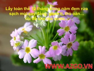 Lấy toàn thể 12 tháng trong năm đem rửa sạch mùi cay đắng, ghen tị, thù oán…rồi để cho ráo nước…WWW.AZGO.VN