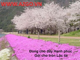 WWW.AZGO.VNĐong cho đầy Hạnh phúc Gói cho tròn Lộc tài