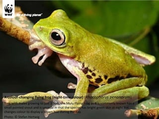 Borneo's New World | PPT