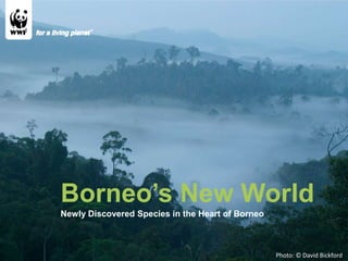 Photo: © David Bickford  Borneo’s New World Newly Discovered Species in the Heart of Borneo 