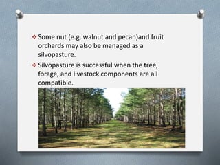 Agro forestry | PDF