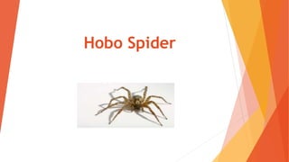 Hobo Spider
 
