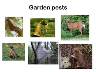 Garden pests
 