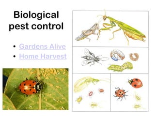 Biological
pest control
• Gardens Alive
• Home Harvest
 