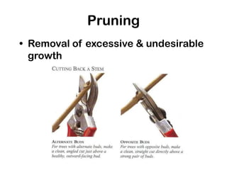 Pruning
• Removal of excessive & undesirable
growth
 