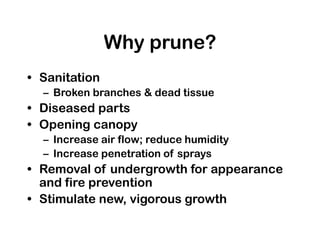 Why prune?
• Sanitation
– Broken branches & dead tissue
• Diseased parts
• Opening canopy
– Increase air flow; reduce humidity
– Increase penetration of sprays
• Removal of undergrowth for appearance
and fire prevention
• Stimulate new, vigorous growth
 