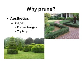 Why prune?
• Aesthetics
– Shape
• Formal hedges
• Topiary
 