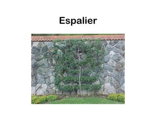 Espalier
 