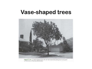 Vase-shaped trees
 