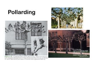 Pollarding
 