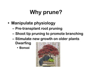 Why prune?
• Manipulate physiology
– Pre-transplant root pruning
– Shoot tip pruning to promote branching
– Stimulate new growth on older plants
Dwarfing
• Bonsai
 